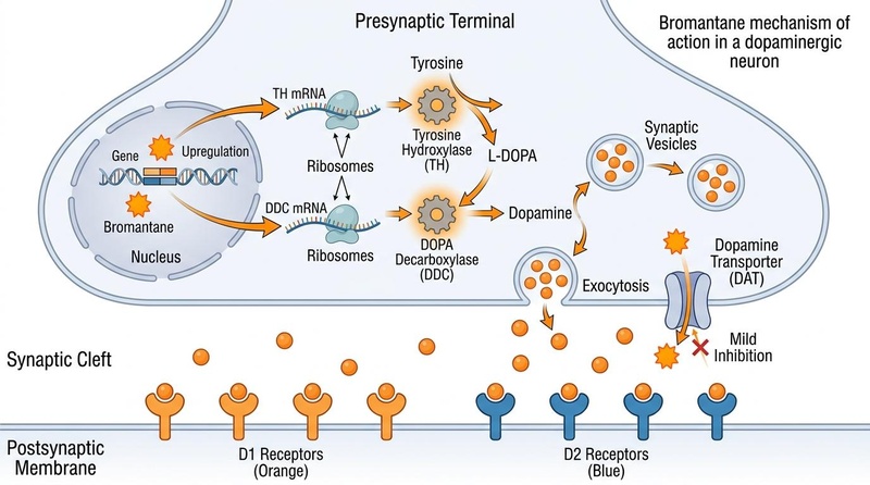 Bromantane Mechanism of Action