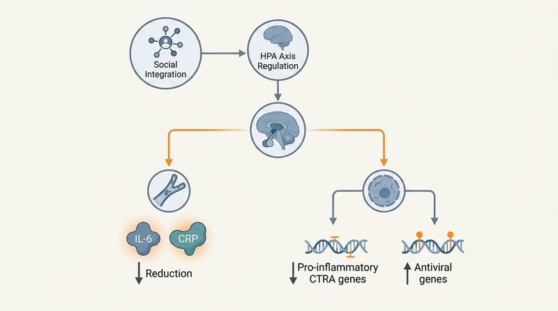 Biological Buffering of Social Integration