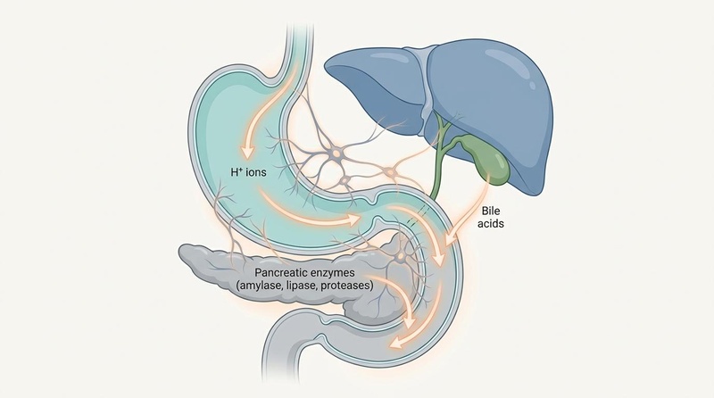 Digestive Motility Secretions