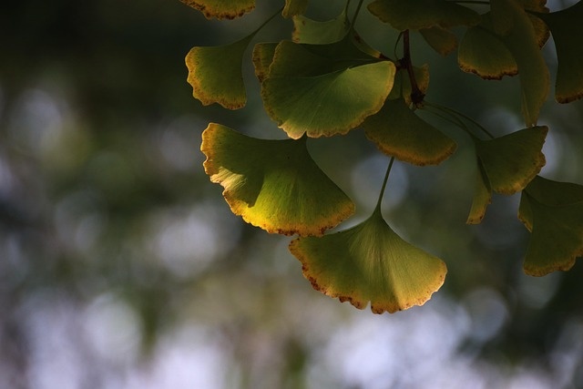 Ginkgo Biloba Leaves