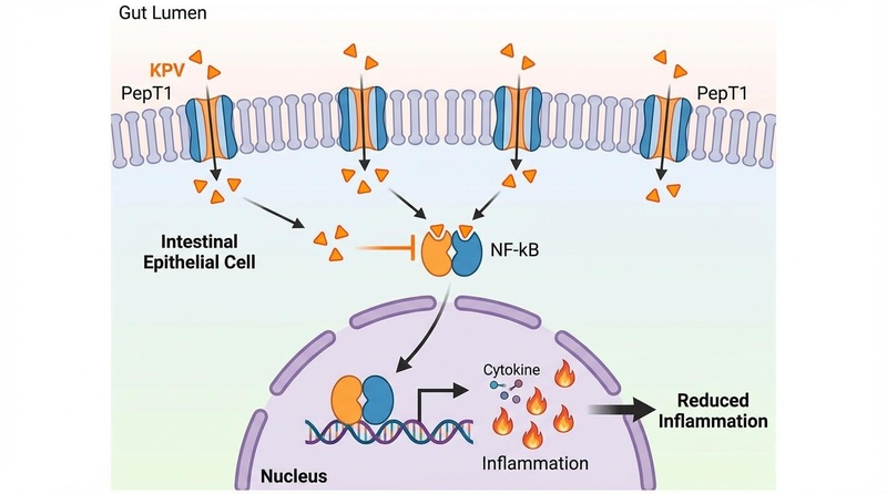 Biomedical illustration of KPV mechanism in gut epithelial cells