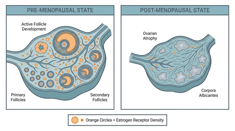 Figure 1: The physiological menopause transition and receptor-level remodeling. Menopause Longevity Hero