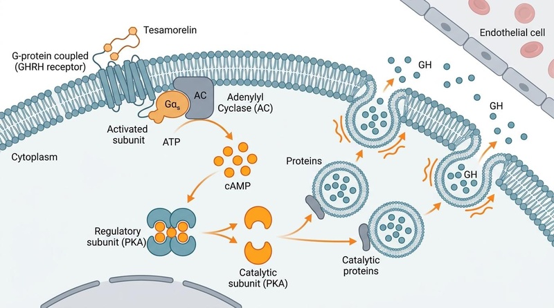 Tesamorelin cellular signaling pathway showing peptide binding to pituitary GHRH receptor, triggering the G-protein cAMP and Protein Kinase A (PKA) intracellular cascade, leading to growth hormone (GH) vesicle exocytosis.