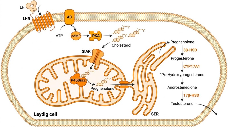 Endocrine HPTA Feedback Loop and Leydig Cell Aging