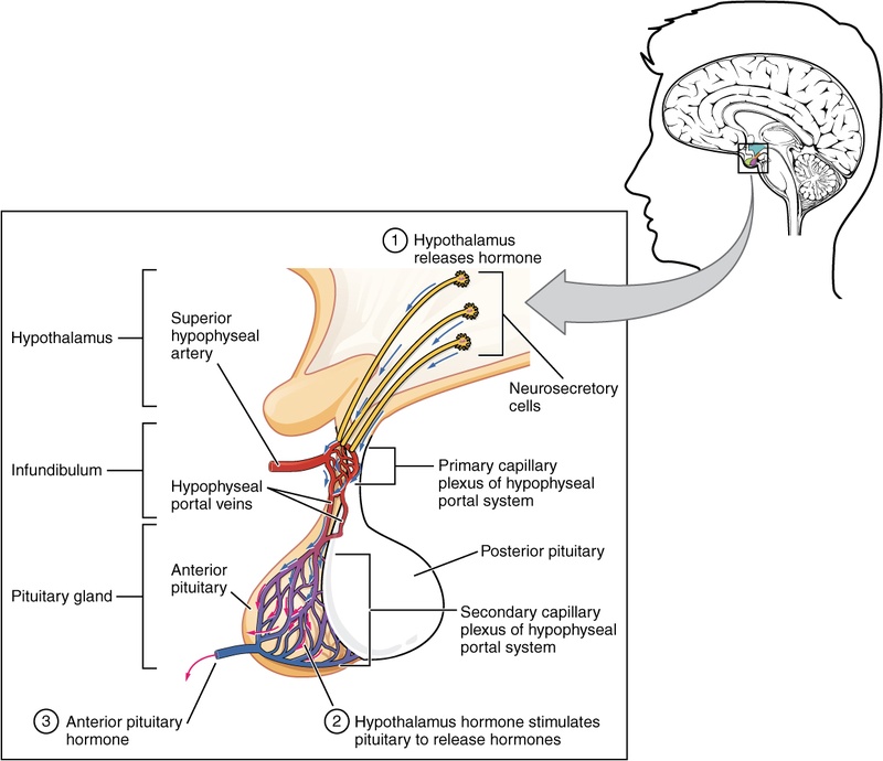 Diagrama del complejo de la hipófisis anterior