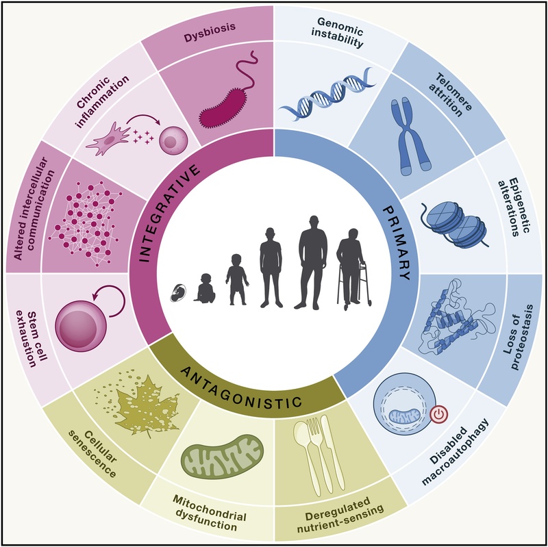 The 12 Hallmarks of Aging