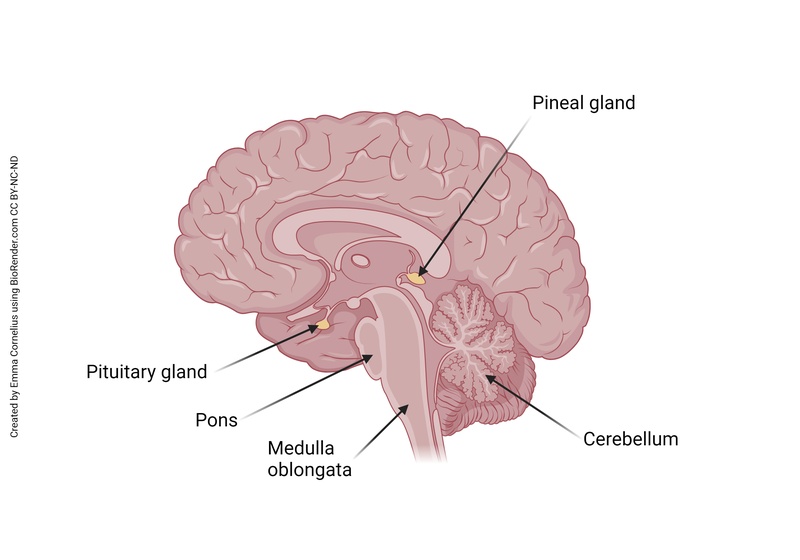 Diagrama anatómico que muestra la ubicación de la glándula pineal en el cerebro humano en relación con la glándula pituitaria