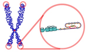 Diagrama que ilustra un cromosoma con telómeros resaltados y la estructura protectora del bucle T
