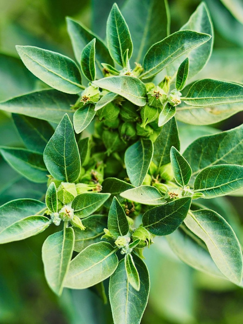Planta de Ashwagandha