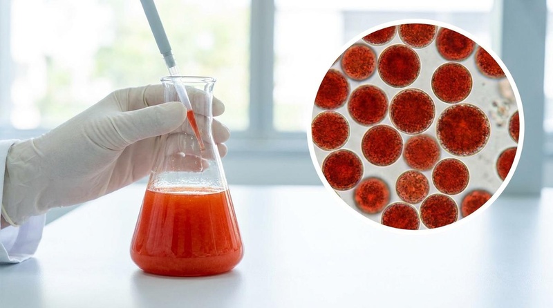 A laboratory flask containing a vibrant red culture of Haematococcus pluvialis microalgae.