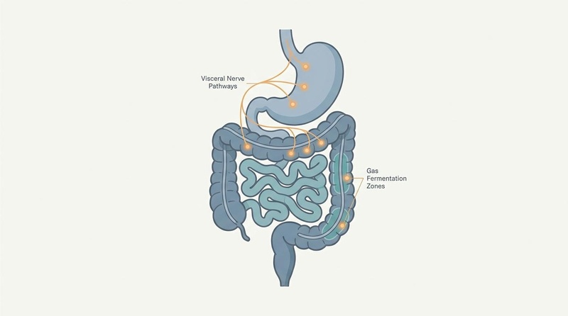Functional Bloating and Abdominal Distension