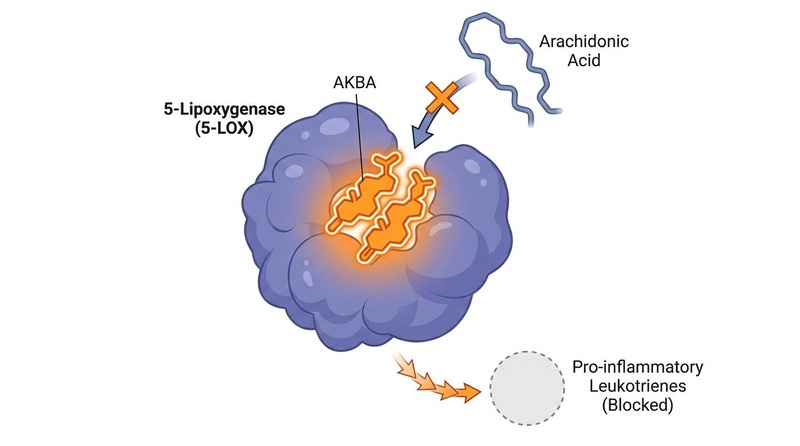 Molecular mechanism of Boswellia's anti-inflammatory action