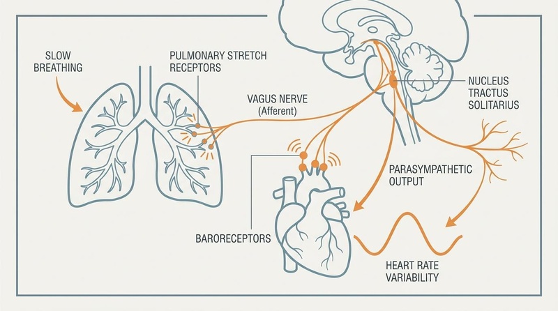 Biomedical diagram illustrating the physiological effects of slow-paced breathing on the autonomic nervous system. Features the lungs, heart, vagus nerve pathway, and brainstem with warm orange highlights on neural and cardiac activation.