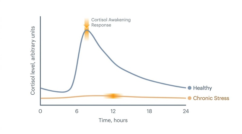A scientific line chart comparing the 24-hour diurnal cortisol levels of a healthy individual with a chronically stressed one. The healthy curve peaks sharply 30 minutes after waking (CAR) and drops smoothly, while the stressed curve is flat and low.