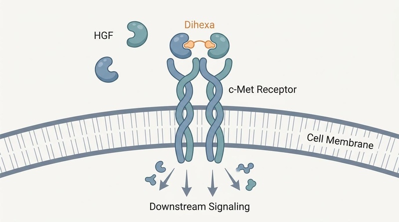 Figura 1: Mecanismo de activación de HGF/c-Met inducida por Dihexa. Dihexa se une al factor de crecimiento de hepatocitos (HGF) a concentraciones picomolares, facilitando su dimerización y la posterior activación del receptor tirosina quinasa c-Met, lo que desencadena cascadas de señalización sinaptogénicas (PI3K/AKT y ERK/MAPK). Dihexa HGF c-Met Activation Diagram