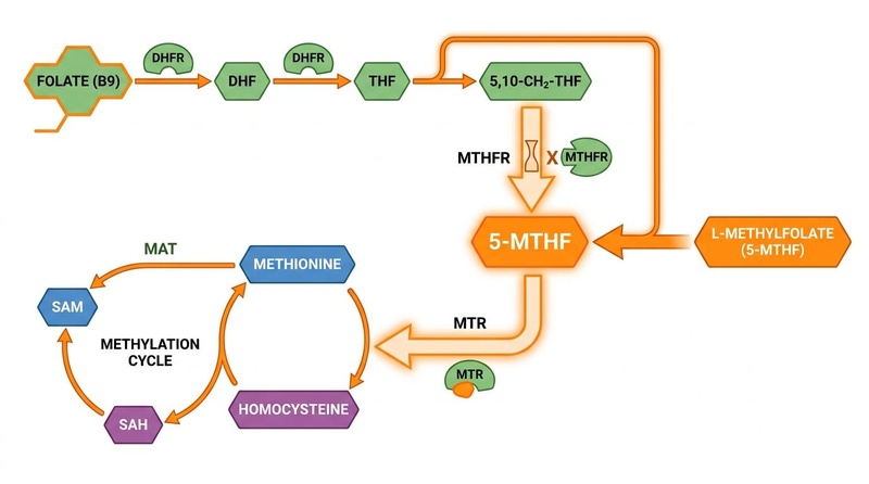 Folate Metabolism Pathway