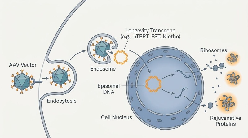 Biomedical illustration of AAV-mediated longevity gene therapy, showing cell entry, nuclear translocation, and episomal transcription of hTERT, FST, or Klotho transgenes.