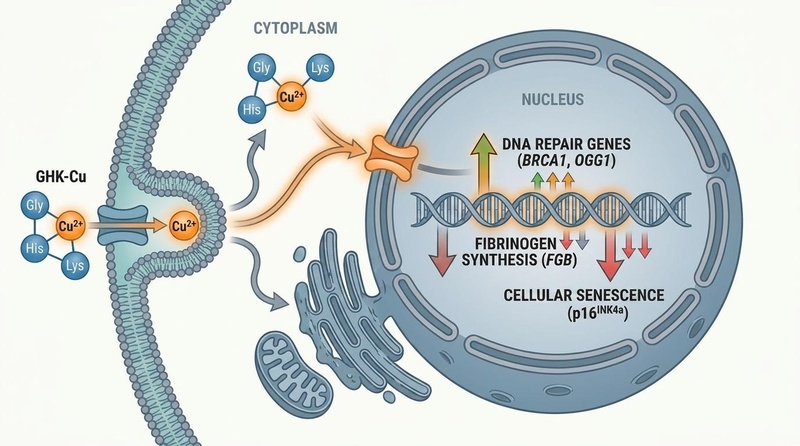 Biomedical diagram illustrating the intracellular pathways of GHK-Cu, showing DNA repair gene upregulation, p16INK4a suppression, and fibrinogen FGB downregulation.