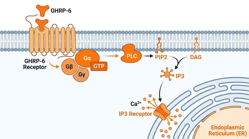 Biomedical diagram illustrating the molecular pathway of GHRP-6: binding to the GHS-R1a receptor, triggering PLC activation, calcium mobilization, and subsequent release of growth hormone vesicles.