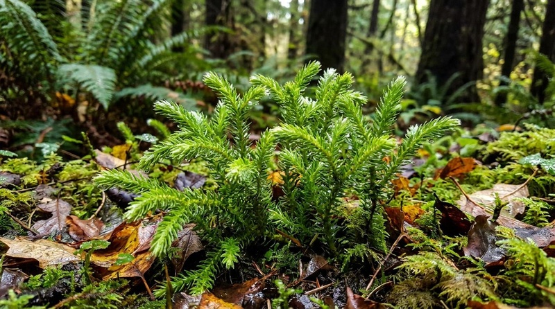Huperzia serrata Chinese club moss plant