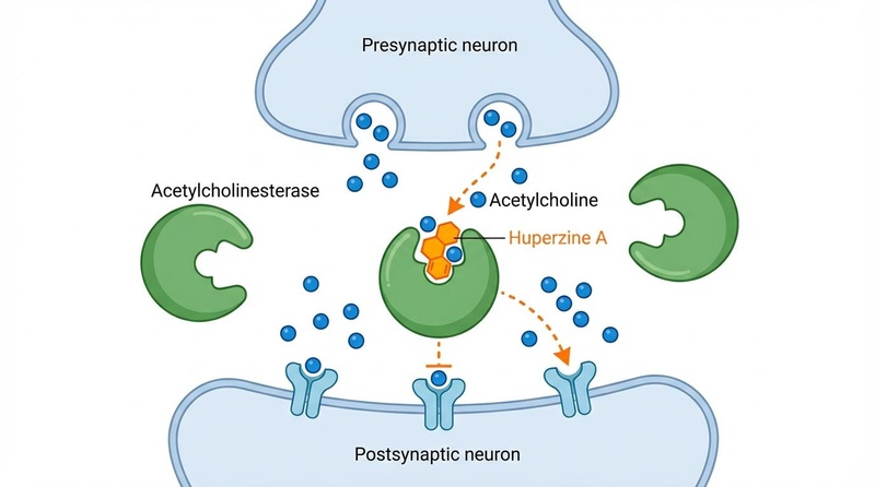 Huperzine A synaptic mechanism