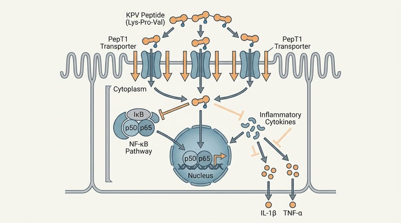 Biomedical illustration of the KPV peptide entering a gut epithelial cell via the PepT1 transporter during active inflammation, showcasing subsequent inhibition of NF-κB translocation and cytokine reduction.
