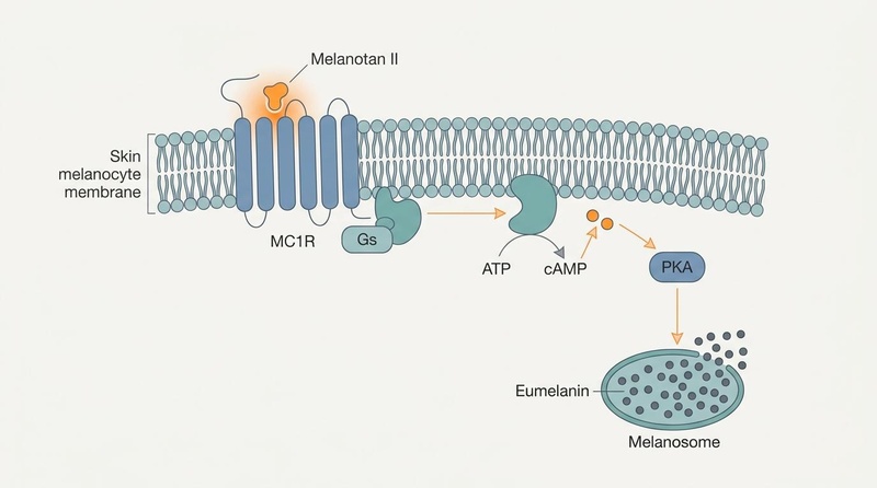 Biomedical infographic showing Melanotan II binding to the MC1 receptor on a melanocyte cell membrane, activating intracellular signaling pathways to synthesize eumelanin (pigment).