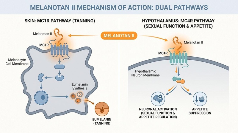 Biomedical illustration showing Melanotan II binding to MC1R on skin melanocytes to stimulate eumelanin synthesis, and to MC4R on hypothalamic neurons to regulate appetite and sexual function.