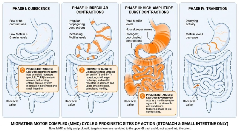 The Migrating Motor Complex Cycle and Prokinetic Targets