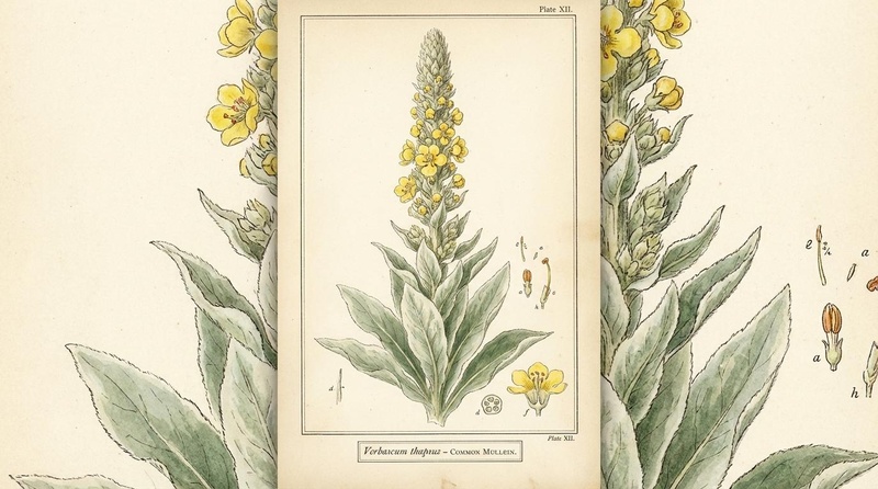 Mullein Botanical Illustration