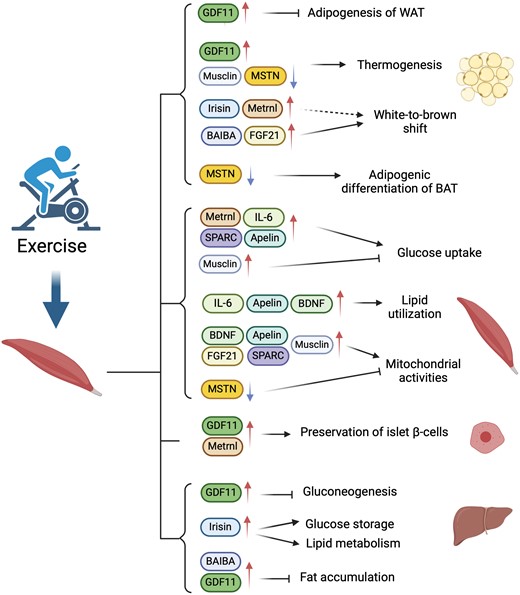 Exercise-Induced Myokines
