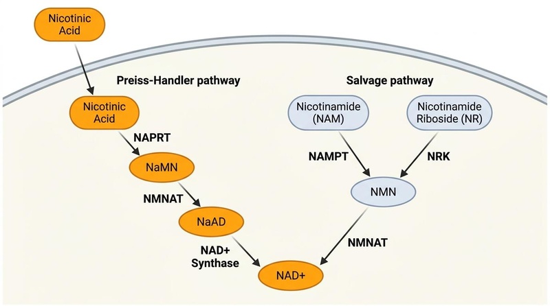 NAD+ Biosynthetic Pathways: Preiss-Handler vs. Salvage