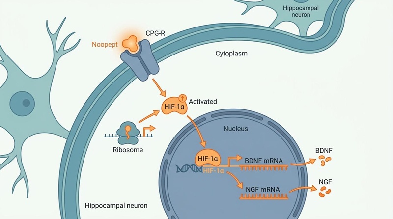 Molecular mechanisms of Noopept