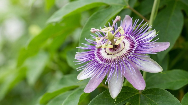 Passiflora incarnata bloom