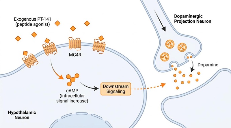 Biomedical illustration showing the synaptic signaling pathway of the exogenous peptide drug PT-141 (Bremelanotide) acting as a postsynaptic MC4R agonist in the hypothalamus, activating downstream separate dopaminergic projection pathways.