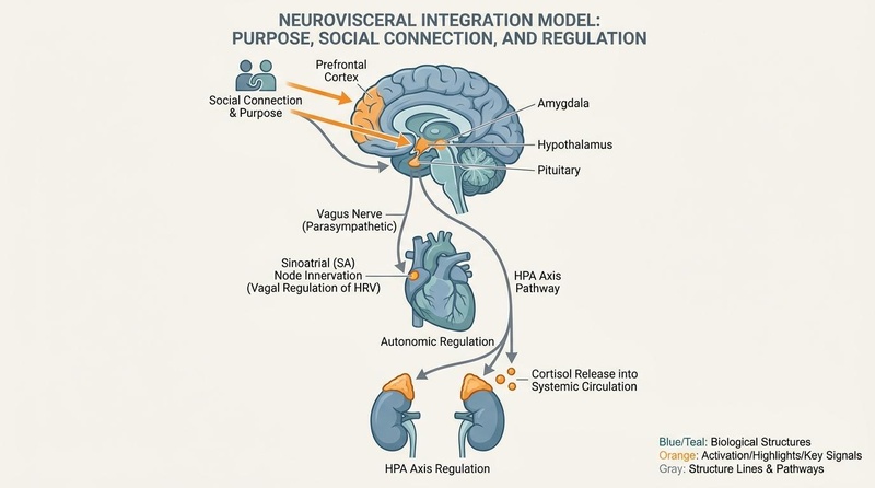 Anatomically accurate biomedical diagram illustrating the neurovisceral integration model linking purpose and social connection to vagal-mediated heart rate variability (HRV) regulation and the HPA axis (hypothalamus, pituitary, and adrenal glands on the kidneys).