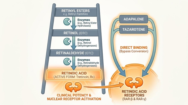 Figure 2: The Retinoid Strength and Conversion Ladder. Over-the-counter esters (retinyl palmitate) undergo several enzymatic oxidation steps to convert into the active form, retinoic acid (tretinoin). Prescription synthetic retinoids like tazarotene selectively bind to specific retinoic acid receptors (RAR) to produce rapid, target-specific dermatological outcomes but carry higher potential for irritation. Figure 2: The Retinoid Strength and Conversion Ladder.