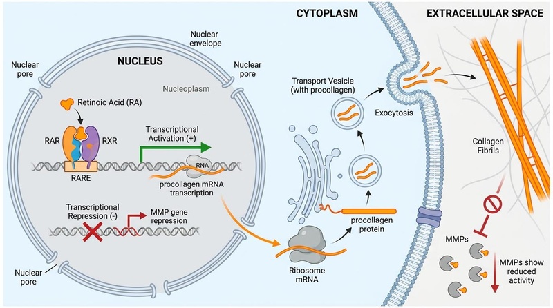 Dermal Fibroblast Retinoid Signaling Pathway