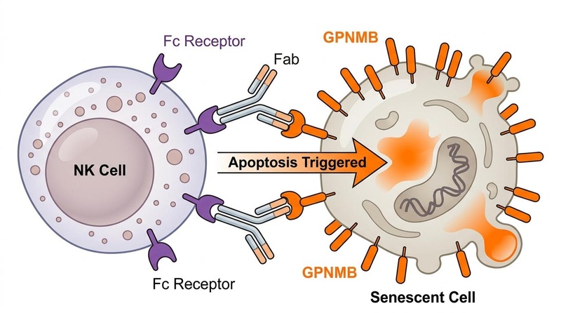 Biomedical diagram of senolytic vaccine mechanism showing antibody-dependent cellular cytotoxicity (ADCC) targeting GPNMB-positive senescent cells.