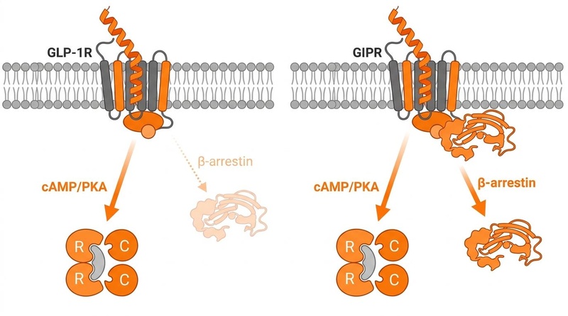 Biomedical illustration demonstrating tirzepatide's dual GIP/GLP-1 receptor mechanism. GLP-1R exhibits biased signaling with a thick arrow for cAMP/PKA and a thin, dotted arrow for β-arrestin recruitment. GIPR shows balanced full agonism with solid arrows for both cAMP/PKA and β-arrestin pathways. Downstream PKA activation shows standard regulatory (R) and catalytic (C) subunits.